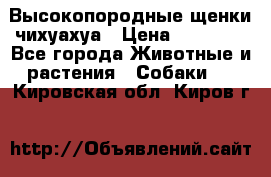 Высокопородные щенки чихуахуа › Цена ­ 25 000 - Все города Животные и растения » Собаки   . Кировская обл.,Киров г.